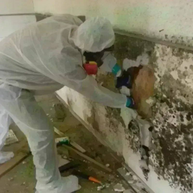 Mold Remediation and Removal in Scottsville, KY